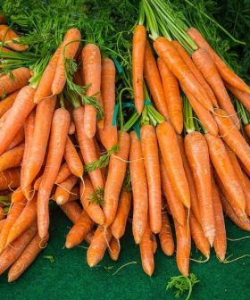 semi di carota da orto berlicum 2