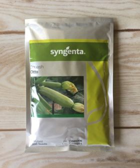 zucchino syngenta otto seeds