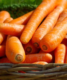 carota bolero  sementi da orto