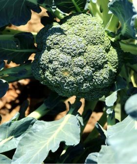 seme cavolo broccolo Beneforte