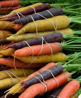 seme da orto carota rainbow multicolor