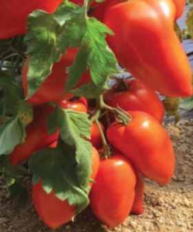 Pomodoro Bellandine F1 seeds tomato red