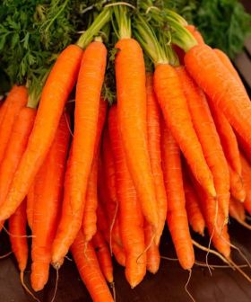 carota oneria nantese seminis seme da orto