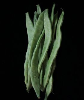 semi orto fagiolo piatto verde rampicante mangiatutto