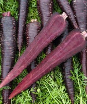 carota sementi orto viola deep purple