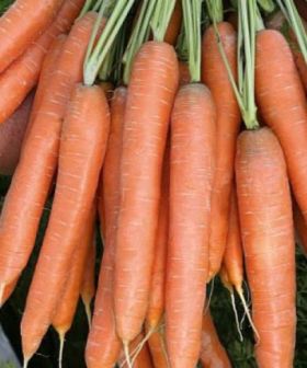 carota presto vilmorin seme da orto