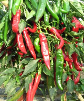 Peperoncino Red Devil F1