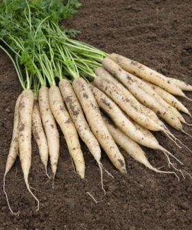 carota bianca white satin f1 sementi da orto