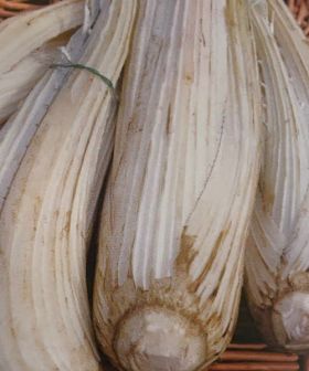 cardo bianco avorio gigante di romagna foglia frastagliata marche