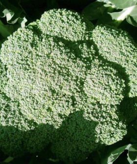semi cavolo broccolo Greenbow orto