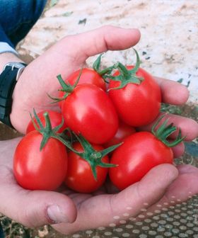 Pomodoro Gandellino F1 mini plum seeds tomato