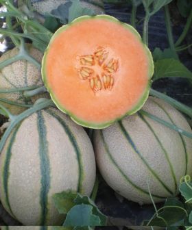 Melone Portento  ibrido sementi orto 