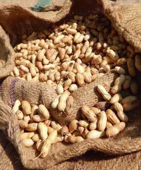 arachide seme da orto aromatiche
