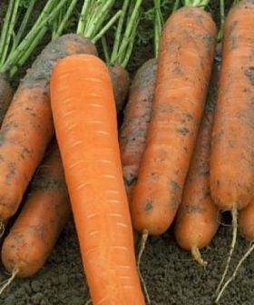 carota da ortaggi ibrido maestro 