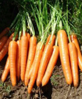 seme carota carvora 