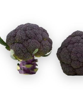 cavolo broccolo viola purple magic