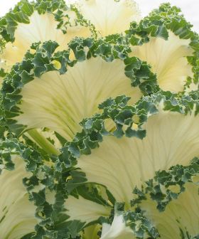 Cavolo Kale bianco white
