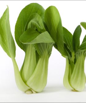 Brassica Baby Leaf Pack Choi