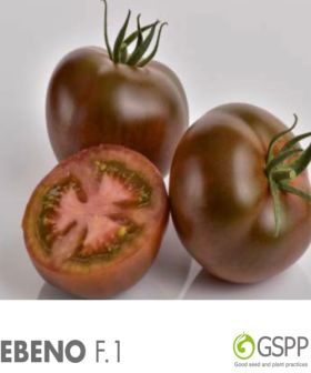 Pomodoro Ebano F1 dark tomato seeds