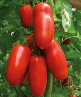 Pomodoro Portento HY san marzano seeds tomato