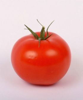 Pomodoro Montecarlo F1 round tomato seeds premium seme orto