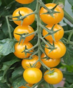 Pomodoro Goldwin F1 tomato yellow seeds vegetable
