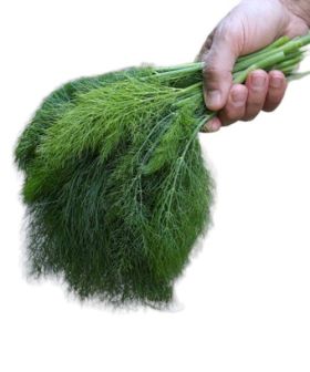 seme finocchio selvatico foglia verde