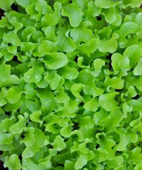 salad bowl verde sementi lattuga