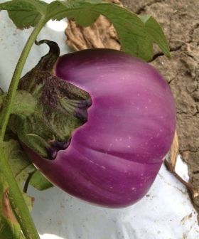 melanzana viola rosa chiaro seme ibrido