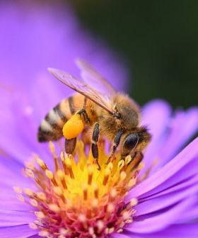 miscuglio sementi apistico mellifero api