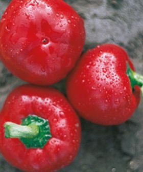 peperone rosso tondo mariz seminis sementi