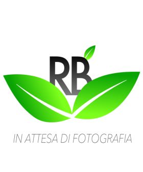 Rafano - Romesa - da sovescio