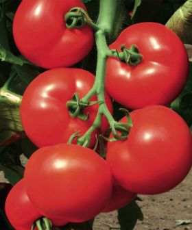 pomodoro cherokee F1 tomato seeds