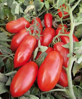 pomodoro da salsa wasco f1 rb sementi