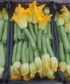 Zucchino Super Green con fiore