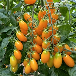 pomodoro orange sunset f1
